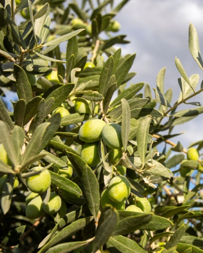 aceite de oliva virgen extra landrea