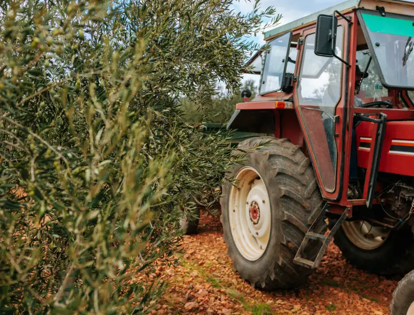 tienda online de aceite de oliva virgen extra