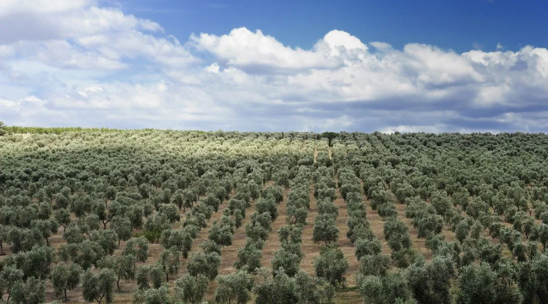 aceite de oliva landrea orts payá